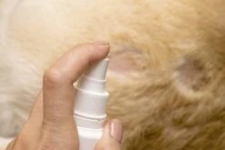 Petoxil Pet Spray Met Colloïdaal Zilver Is Speciaal Ontworpen Voor Gebruik Op Alle (huis) Dierensoorten. Revolutionair In Hygiëne -Huisdierbenodigdheden Korting 1200x800 10