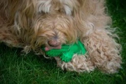 Tandenborstel + TANDPASTA Hond Melk Geur Smaak En Piep Honden Speelgoed - Cactus Dog Toy Tandverzorging Kauwbotten Hondenspeelgoed Hondenbot Kauwstaaf Tanden Puppy Hondenspeeltje Sterk Kauwspeelgoed - Dutchwide -Huisdierbenodigdheden Korting 1200x800 112