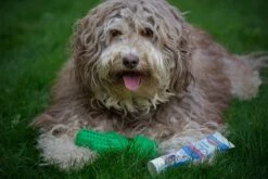 Tandenborstel + TANDPASTA Hond Melk Geur Smaak En Piep Honden Speelgoed - Cactus Dog Toy Tandverzorging Kauwbotten Hondenspeelgoed Hondenbot Kauwstaaf Tanden Puppy Hondenspeeltje Sterk Kauwspeelgoed - Dutchwide -Huisdierbenodigdheden Korting 1200x800 113