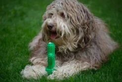 Tandenborstel + TANDPASTA Hond Melk Geur Smaak En Piep Honden Speelgoed - Cactus Dog Toy Tandverzorging Kauwbotten Hondenspeelgoed Hondenbot Kauwstaaf Tanden Puppy Hondenspeeltje Sterk Kauwspeelgoed - Dutchwide -Huisdierbenodigdheden Korting 1200x800 114