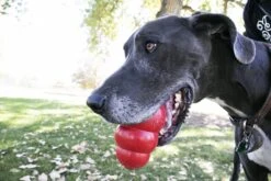 Kong Kauwbot - Hondenspeelgoed - Rood - L 31 Kong Kauwbot - Hondenspeelgoed - Rood - L -Huisdierbenodigdheden Korting 1200x800 115