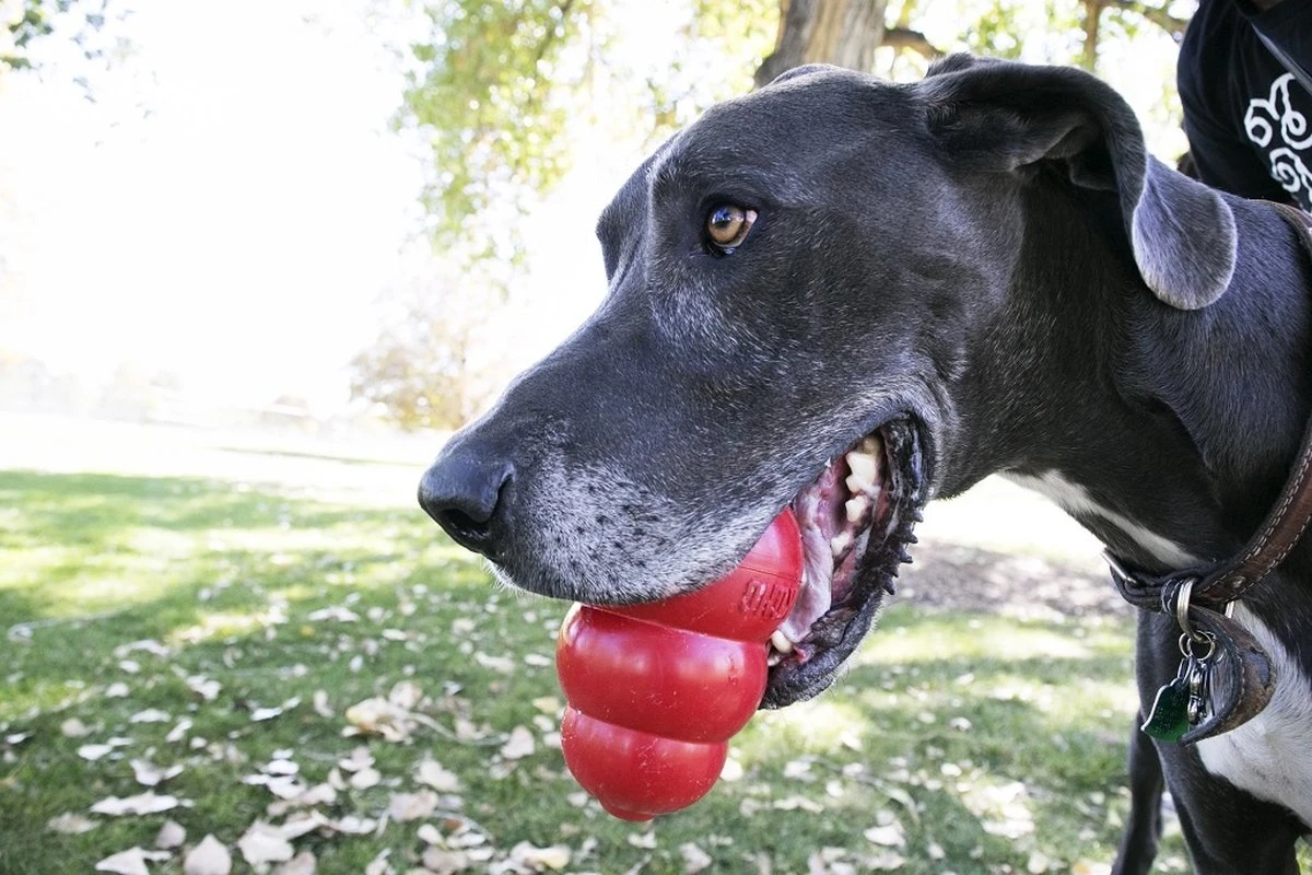 Kong Kauwbot - Hondenspeelgoed - Rood - L 12 Kong Kauwbot - Hondenspeelgoed - Rood - L - Image 10