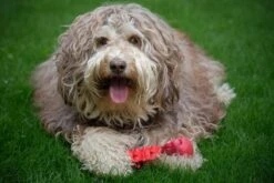 Kauwbot Hond Extra Sterk Kauwspeelgoed Melk Geur Smaak Honden Speelgoed - Rood Wit - Dutchwide 16 Kauwbot Hond Extra Sterk Kauwspeelgoed Melk Geur Smaak Honden Speelgoed - Rood Wit - Dutchwide -Huisdierbenodigdheden Korting 1200x800 117