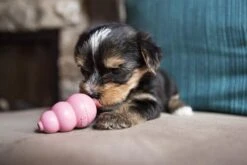 Puppy Kong - Small - Hondenspeeltje - Honden - Speelgoed - Pup -Huisdierbenodigdheden Korting 1200x800 118