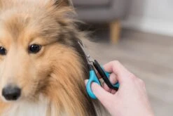 Trixie Gezicht- En Potenschaar Kunststof / Rvs 8 Cm 15 Trixie Gezicht- En Potenschaar Kunststof / Rvs 8 Cm -Huisdierbenodigdheden Korting 1200x800 12