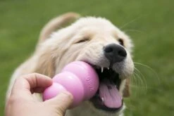 Kong Puppy - Hondenspeelgoed - Assorti - L -Huisdierbenodigdheden Korting 1200x800 126