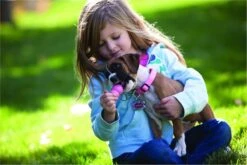 Kong Puppy - Hondenspeelgoed - Assorti - M -Huisdierbenodigdheden Korting 1200x800 135