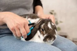 Trixie Gezicht- En Potenschaar Kunststof / Rvs 8 Cm 17 Trixie Gezicht- En Potenschaar Kunststof / Rvs 8 Cm -Huisdierbenodigdheden Korting 1200x800 14