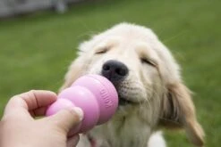 Kong Puppy - Kauwbot Hondenspeelgoed Small - Kauwbot - 85mm X 42mm - Groen/Wit -Huisdierbenodigdheden Korting 1200x800 140