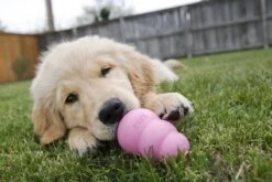 Kong Puppy - Kauwbot Hondenspeelgoed Small - Kauwbot - 85mm X 42mm - Groen/Wit -Huisdierbenodigdheden Korting 1200x800 141