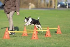 Trixie Dog Activity Hordenset - 3 ST -Huisdierbenodigdheden Korting 1200x800 149