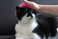 Merkloos Vacht Verzorgingsborstel Voor Hond En Kat (willekeurige Kleur) - Kattenborstel - Hondenborstel - Verstelbaar -Huisdierbenodigdheden Korting 1200x800 259