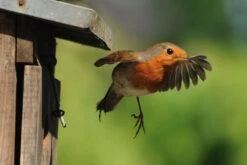 Houten Vogelhuisje Van Naturn Living | 34 X 30 X 105 Cm | Vogelhuisje Op Paal | Bruin 9 Houten Vogelhuisje Van Naturn Living | 34 X 30 X 105 Cm | Vogelhuisje Op Paal | Bruin -Huisdierbenodigdheden Korting 1200x800 270