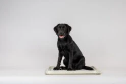 Easypets Puppy Training Pads - Zindelijkheidstraining - Hondentoilet - 60 X 60 Cm - 250 Stuks - INCL. PADHOUDER -Huisdierbenodigdheden Korting 1200x800 31