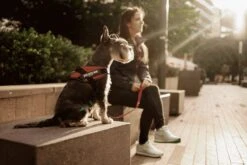 Julius K9 Julius-K9 IDC®Powertuig, S - Mini, Zwart -Huisdierbenodigdheden Korting 1200x800 53