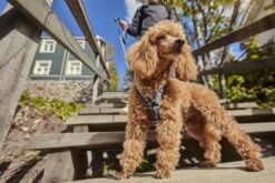 Hurtta Hondentuig - Hondenharnas - Y-harness - Kleur: Hedge - Maat:55-65 Cm -Huisdierbenodigdheden Korting 1200x800 55