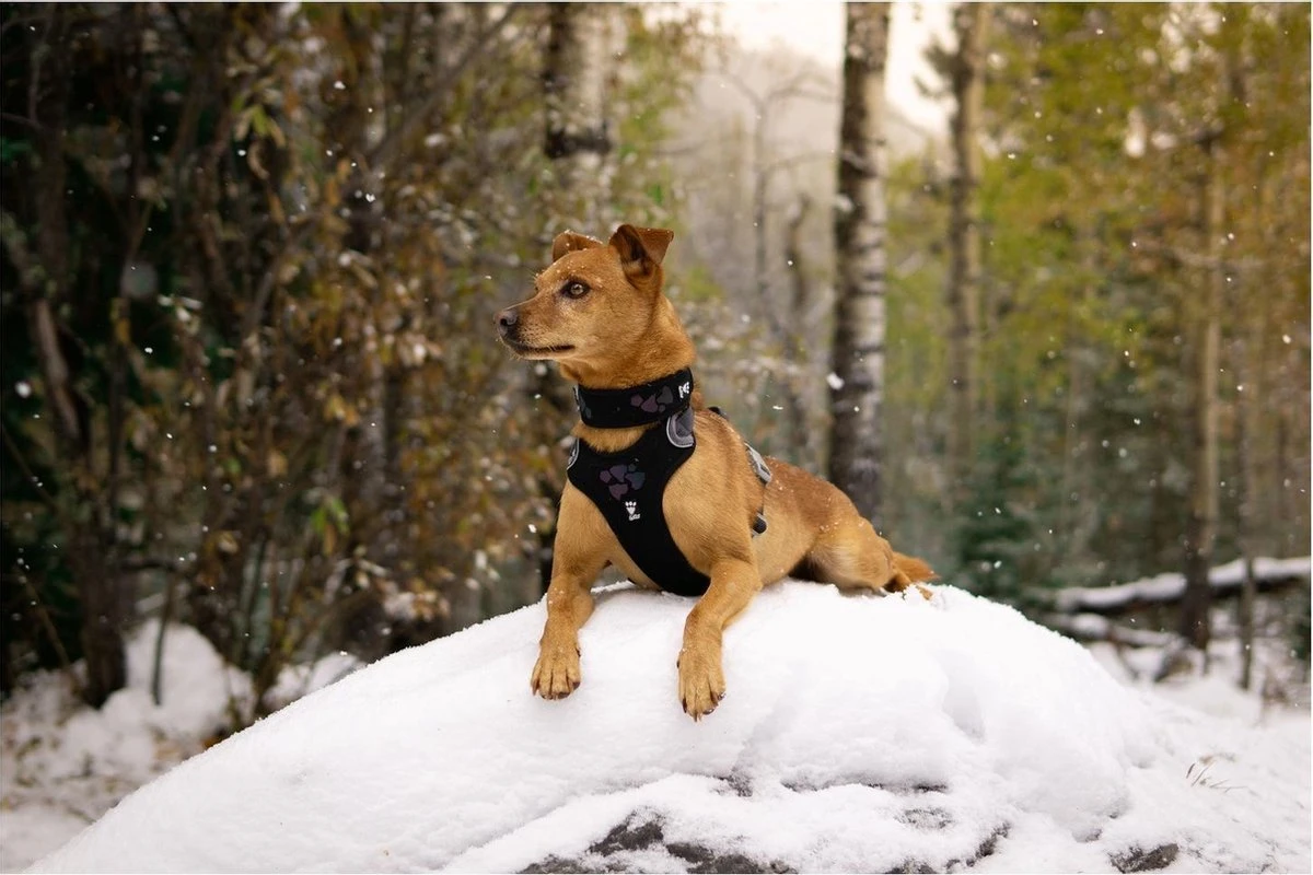 Hurtta Weekend Warrior Eco Harness - 45/60 Cm - Hedge 4 Hurtta Weekend Warrior Eco Harness - 45/60 Cm - Hedge - Image 2