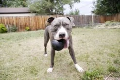 Kong Extreme -Huisdierbenodigdheden Korting 1200x800 66