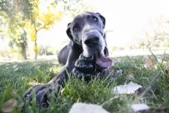 Kong Extreme -Huisdierbenodigdheden Korting 1200x800 67