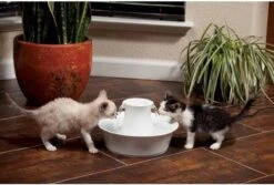 PetSafe Drinkwell 360 - Schuimfilter - 2 St -Huisdierbenodigdheden Korting 1200x809 5