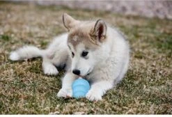 Kong Puppy - Kauwbot Hondenspeelgoed Small - Kauwbot - 85mm X 42mm - Groen/Wit -Huisdierbenodigdheden Korting 1200x818 7