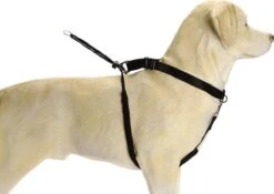 Beeztees Gentle Walker - Hondentuig - Zwart - L -Huisdierbenodigdheden Korting 1200x851 2