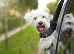 Thundershirt Antistress Vest - Dieren Antistressmiddel - Hond - Grijs - S - 43-53 Cm 17 Thundershirt Antistress Vest - Dieren Antistressmiddel - Hond - Grijs - S - 43-53 Cm -Huisdierbenodigdheden Korting 1200x870 1