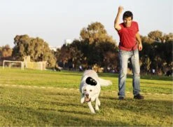 Kong Extreme - Hondenspeelgoed - Zwart - XL -Huisdierbenodigdheden Korting 1200x881 7