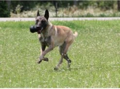 Kong Extreme -Huisdierbenodigdheden Korting 1200x898 3