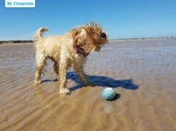 Cheerble Wicked Ball W1| Blauw| Zelf Rollende Bal Voor Honden | 3 Automatische Speelmodi | Interactief En Intelligentie Hondenspeelgoed | Hondenspeeltje| USB Oplaadbaar -Huisdierbenodigdheden Korting 1200x900 22