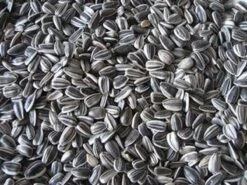 Zonnebloempitten Gestreept 20kg