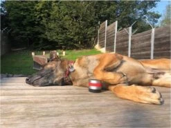 RelaxoPet Pro Dog – Dieren Antistressmiddel – Anti-stress Hond – Ontspanningsmuziek – Ontspanning Voor Hond -Huisdierbenodigdheden Korting 1200x902 2