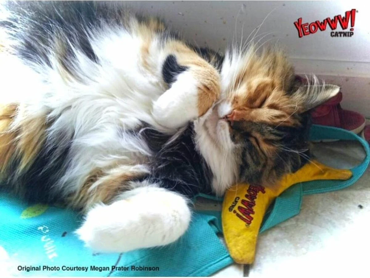 Yeowww! Chicata Banana - Speeltje Voor Katten Met Kattenkruid - De Meest Krachtige Catnip Ter Wereld – Onweerstaanbaar – Katoen – 17.7 Cm - Geel 6 Yeowww! Chicata Banana - Speeltje Voor Katten Met Kattenkruid - De Meest Krachtige Catnip Ter Wereld – Onweerstaanbaar – Katoen – 17.7 Cm - Geel - Image 4