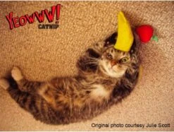 Yeowww! Chicata Banana - Speeltje Voor Katten Met Kattenkruid - De Meest Krachtige Catnip Ter Wereld – Onweerstaanbaar – Katoen – 17.7 Cm - Geel 13 Yeowww! Chicata Banana - Speeltje Voor Katten Met Kattenkruid - De Meest Krachtige Catnip Ter Wereld – Onweerstaanbaar – Katoen – 17.7 Cm - Geel -Huisdierbenodigdheden Korting 1200x907 5