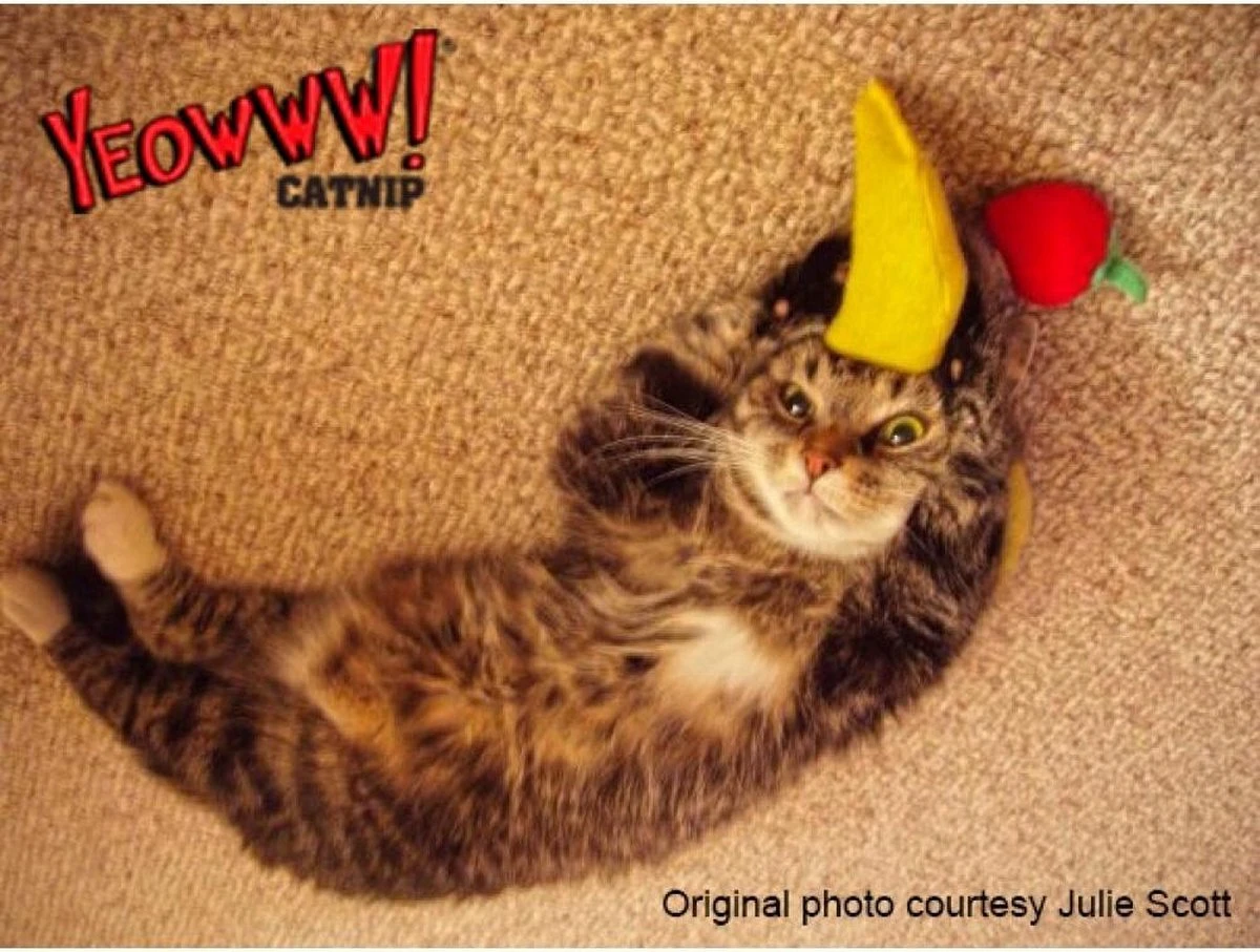 Yeowww! Chicata Banana - Speeltje Voor Katten Met Kattenkruid - De Meest Krachtige Catnip Ter Wereld – Onweerstaanbaar – Katoen – 17.7 Cm - Geel 7 Yeowww! Chicata Banana - Speeltje Voor Katten Met Kattenkruid - De Meest Krachtige Catnip Ter Wereld – Onweerstaanbaar – Katoen – 17.7 Cm - Geel - Image 5