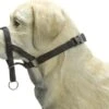 Beeztees Dog Control - Halsband Hond - Zwart - S -Huisdierbenodigdheden Korting 1200x917 2
