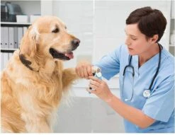 Woodoro Nagelknipper Nagelvijl Nagelschaar Voor Hond En Kat - Incl. Veiligheidsstop -Huisdierbenodigdheden Korting 1200x928 3