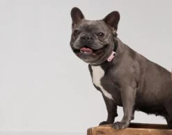 TICKLESS Teek En Vlo Afweer MINI HOND - GOUD (oplaadbare Versie Die Extra Lang Meegaat) -Huisdierbenodigdheden Korting 1200x937 2