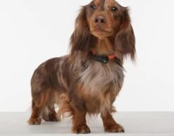 TICKLESS Teek En Vlo Afweer MINI HOND - GOUD (oplaadbare Versie Die Extra Lang Meegaat) -Huisdierbenodigdheden Korting 1200x937 3