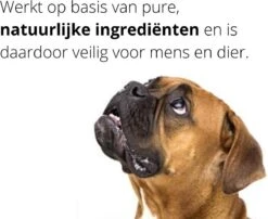 Merkloos Vlooienband Hond | Vlooien | Luizen | Teken | Mijten | 8 Maanden Bescherming | Honden -Huisdierbenodigdheden Korting 1200x982 3
