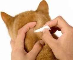 Frontline Spot-On Anti Vlooienmiddel Kat - 6 Pipetten -Huisdierbenodigdheden Korting 1200x987 5