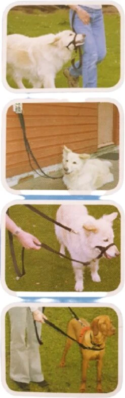 Company Of Animals Halti Trainingslijn - Large - 2 Meter - Verstelbaar - Zwart -Huisdierbenodigdheden Korting 378x1200