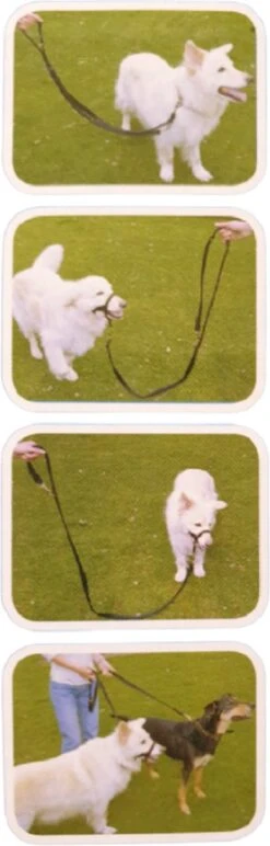 Company Of Animals Halti Trainingslijn - Large - 2 Meter - Verstelbaar - Zwart -Huisdierbenodigdheden Korting 384x1200 1