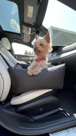 Julian Car Seat Size: S, Color: Black, Material: Codura -Huisdierbenodigdheden Korting 674x1200