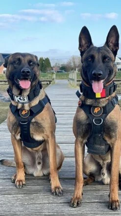 Always Prepared © Pro K9 Hondentuig - Anti Trek - Y Tuig - Middel En Grote Hond - Veiligheidstuig -Huisdierbenodigdheden Korting 675x1200 13