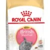 Royal Canin British Shorthair Kitten - 2 Kg -Huisdierbenodigdheden Korting 729x1200 1