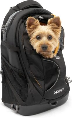 Hondenrugzak Voor Kleine Honden Met Diverse Opbergvakken - Voor Honden Tot 11 Kg - Kurgo G-train K9 - 33x53x25cm - Black -Huisdierbenodigdheden Korting 738x1200