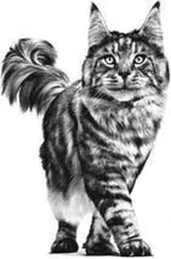 Royal Canin Sensitivity Control - Kip - Kattenvoer - 12 X 85 G -Huisdierbenodigdheden Korting 790x1200 8