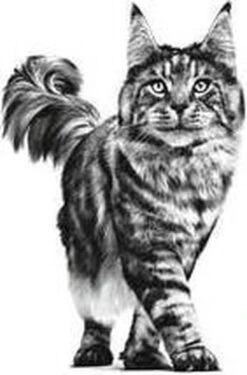 Royal Canin Renal - Tonijn - Kattenvoer - 12 X 85 G -Huisdierbenodigdheden Korting 790x1200 9