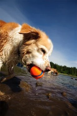 Chuckit! Ultra Ball M – Honden Speelgoed – Hondenbal– Drijft Op Water – Stuitert – Veilig Voor Gebit – Honden Bal – Ideaal Met De Ballenwerper – Ø 6cm – Oranje/Blauw – Hondenspeeltjes– 4-Pack -Huisdierbenodigdheden Korting 797x1200 3